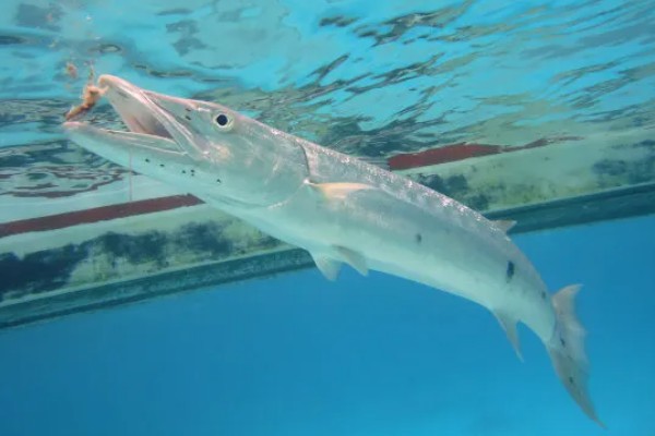 梭鱼有没有毒，可能带有雪卡毒素