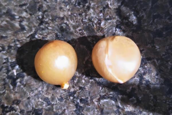 君子兰的换盆方法,剪除烂根经过消毒后再重栽