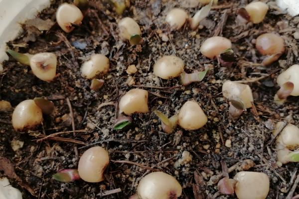 君子兰的换盆方法,剪除烂根经过消毒后再重栽