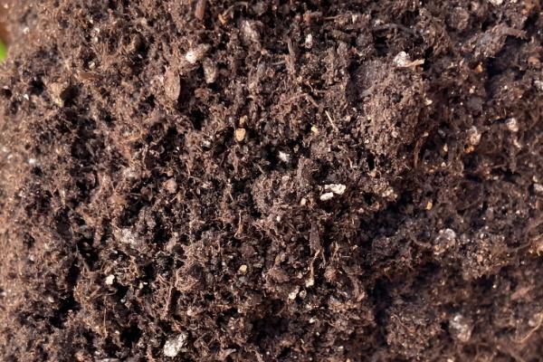 君子兰的换盆方法,剪除烂根经过消毒后再重栽