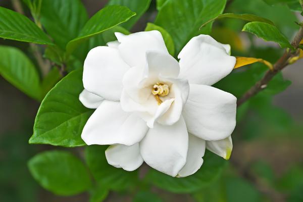 鲜花保鲜的方法，可利用化学保鲜剂保鲜