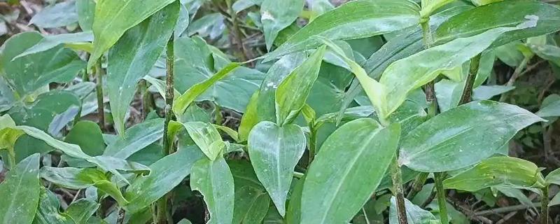竹叶草用什么除草剂能除根，可使用2甲4氯、草甘膦等