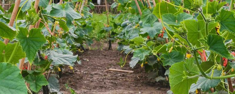 青瓜的种植要点，瓜苗长到40厘米时要搭架