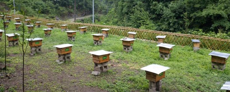 有马蜂来吃蜜蜂怎么办，可缩小巢门