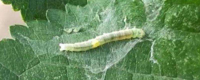 怎么防治卷叶蛾，幼虫期可喷施75%辛硫磷等药物