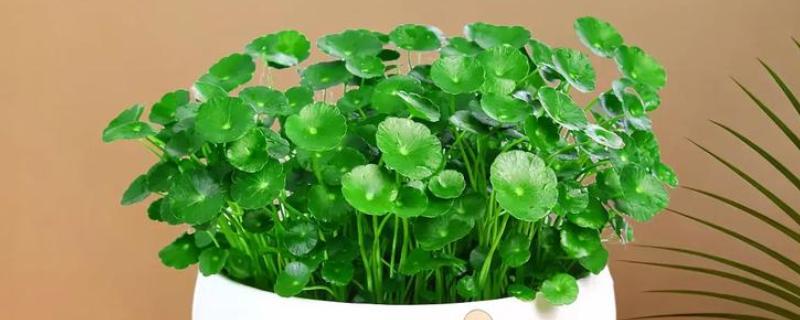 铜钱草适合放在卧室吗，可以放在卧室中