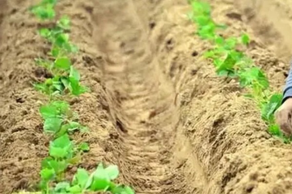 萝卜出苗后要培土吗,出苗后需要培土