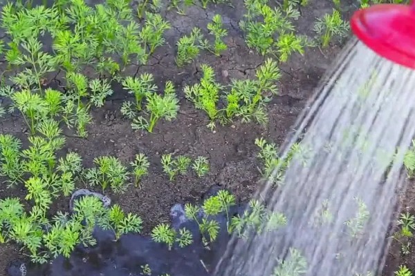 萝卜出苗后要培土吗,出苗后需要培土