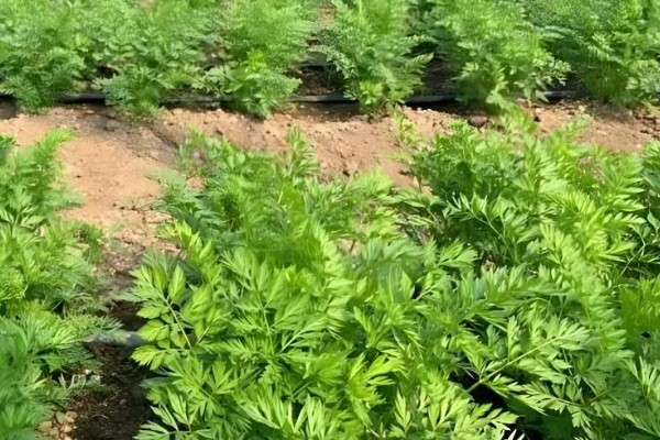 萝卜出苗后要培土吗,出苗后需要培土