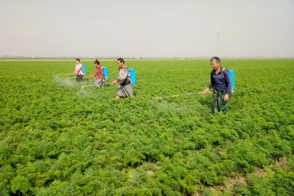 萝卜出苗后要培土吗,出苗后需要培土
