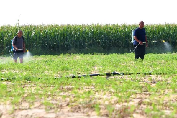 萝卜出苗后要培土吗,出苗后需要培土