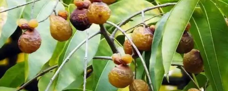 怎么种无患子树，通过播种、扦插、嫁接进行繁殖