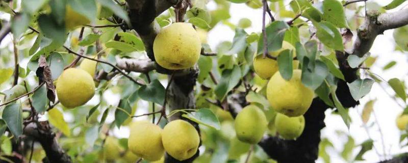 山东滕州的特产，有马铃薯、龙阳绿萝卜等