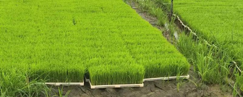 哪种植物可以长出禾苗，谷类作物的幼苗称为禾苗