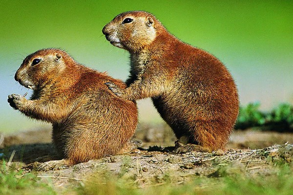 哺乳动物的简介,胎生而且可以保持恒定的体温