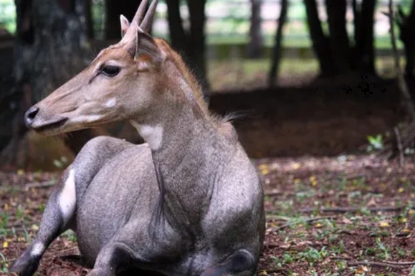哺乳动物的简介,胎生而且可以保持恒定的体温