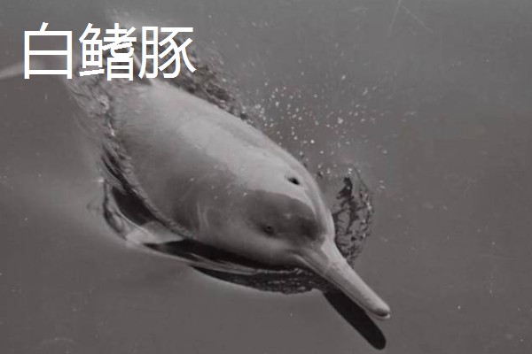 哺乳动物的简介,胎生而且可以保持恒定的体温