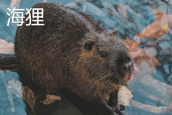 哺乳动物的简介,胎生而且可以保持恒定的体温