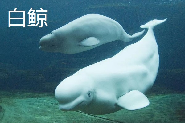 哺乳动物的简介,胎生而且可以保持恒定的体温