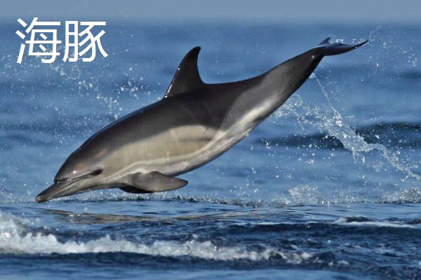 哺乳动物的简介,胎生而且可以保持恒定的体温