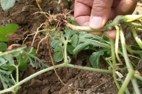 西瓜根部烂是哪种病，是根腐病造成的