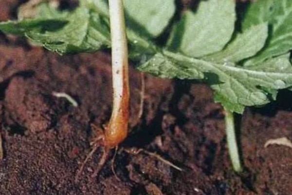 西瓜根部烂是哪种病，是根腐病造成的