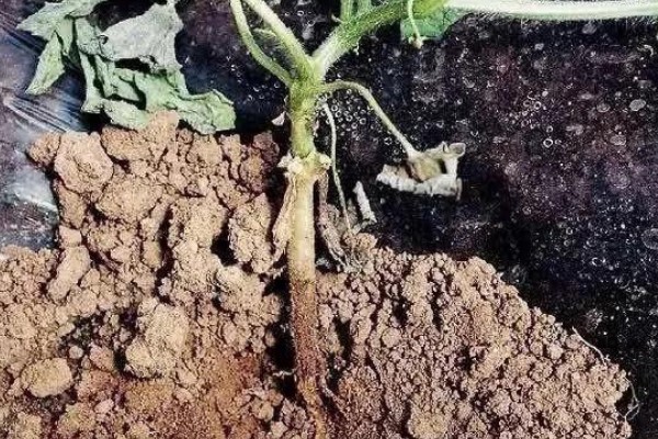 西瓜根部烂是哪种病，是根腐病造成的