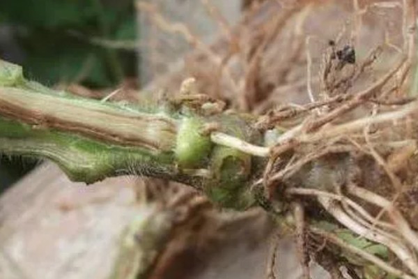 西瓜根部烂是哪种病，是根腐病造成的
