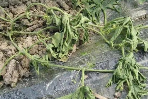 西瓜根部烂是哪种病，是根腐病造成的
