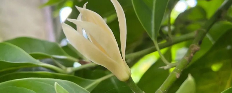 黄角兰掉叶子的原因，可能是光照不当所致