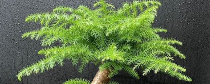 澳洲杉换盆的注意事项，根据苗株大小选择盆口深度合适的盆