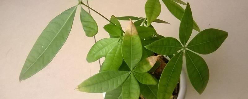 发财树叶子尖干枯的原因，可能是缺少水分所致