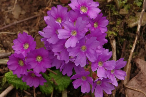 植物分为哪些品种,分为种子植物、孢子植物