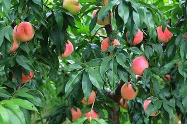 植物分为哪些品种,分为种子植物、孢子植物