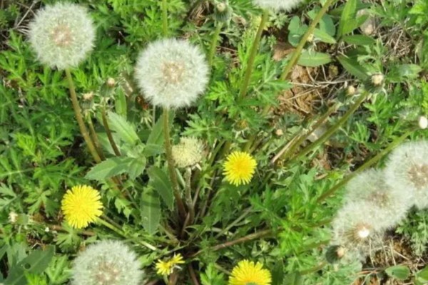 植物分为哪些品种,分为种子植物、孢子植物