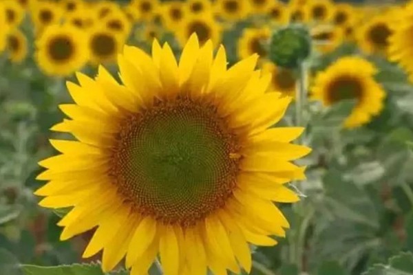 植物分为哪些品种,分为种子植物、孢子植物