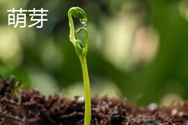 植物分为哪些品种,分为种子植物、孢子植物