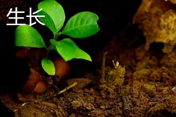 植物分为哪些品种,分为种子植物、孢子植物