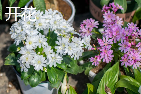 植物分为哪些品种,分为种子植物、孢子植物