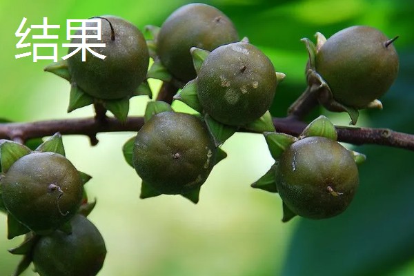 植物分为哪些品种,分为种子植物、孢子植物