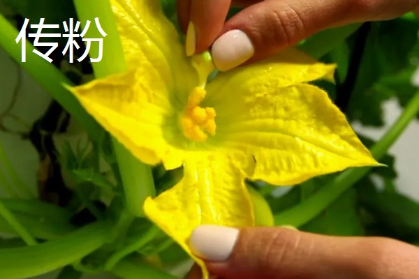 植物分为哪些品种,分为种子植物、孢子植物