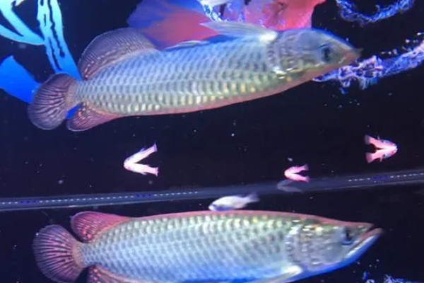 澳洲星点龙好不好养,养殖难度中等