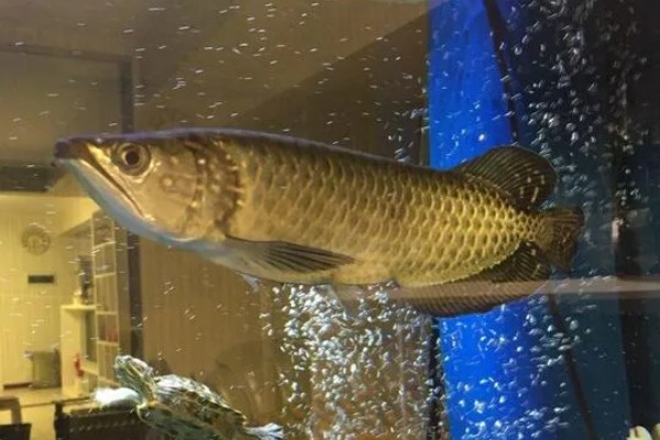 澳洲星点龙好不好养,养殖难度中等