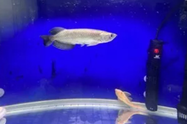 澳洲星点龙好不好养,养殖难度中等