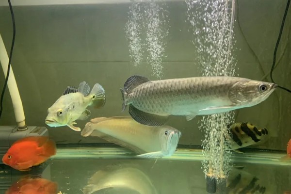 澳洲星点龙好不好养,养殖难度中等