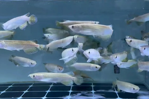 澳洲星点龙好不好养,养殖难度中等