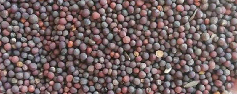 小白菜有没有种子，小白菜有种子