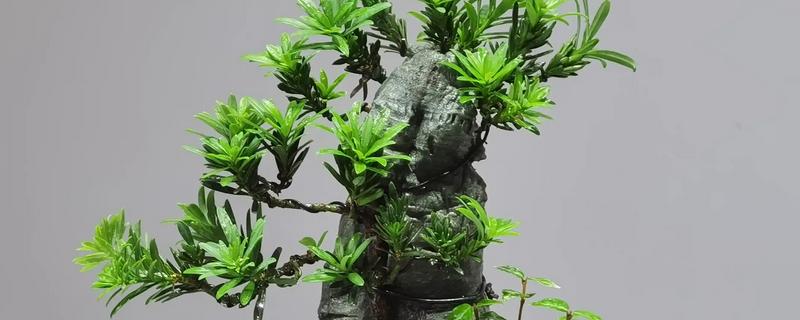 如何养殖罗汉松，春秋季节每个星期浇一次水