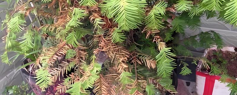 红豆杉叶子发黄如何解决，浇水过多要翻松土壤蒸发水分