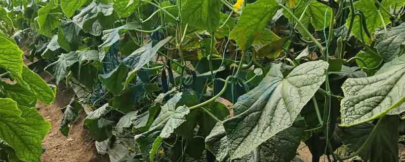 增加黄瓜挂果量的方法，结瓜后每隔10-15天追肥一次